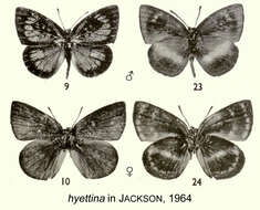 Hypophytala hyettina (Aurivillius 1897) resmi