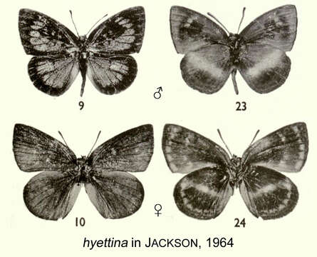 Imagem de Hypophytala hyettina (Aurivillius 1897)