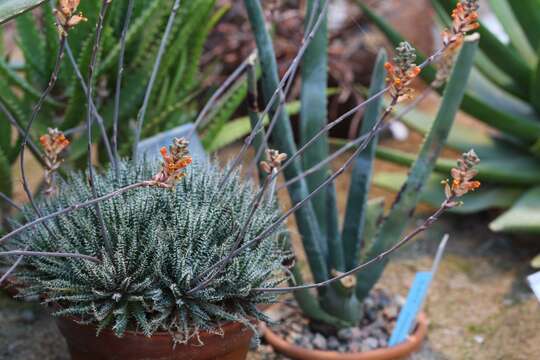 Image of Aloe haworthioides Baker