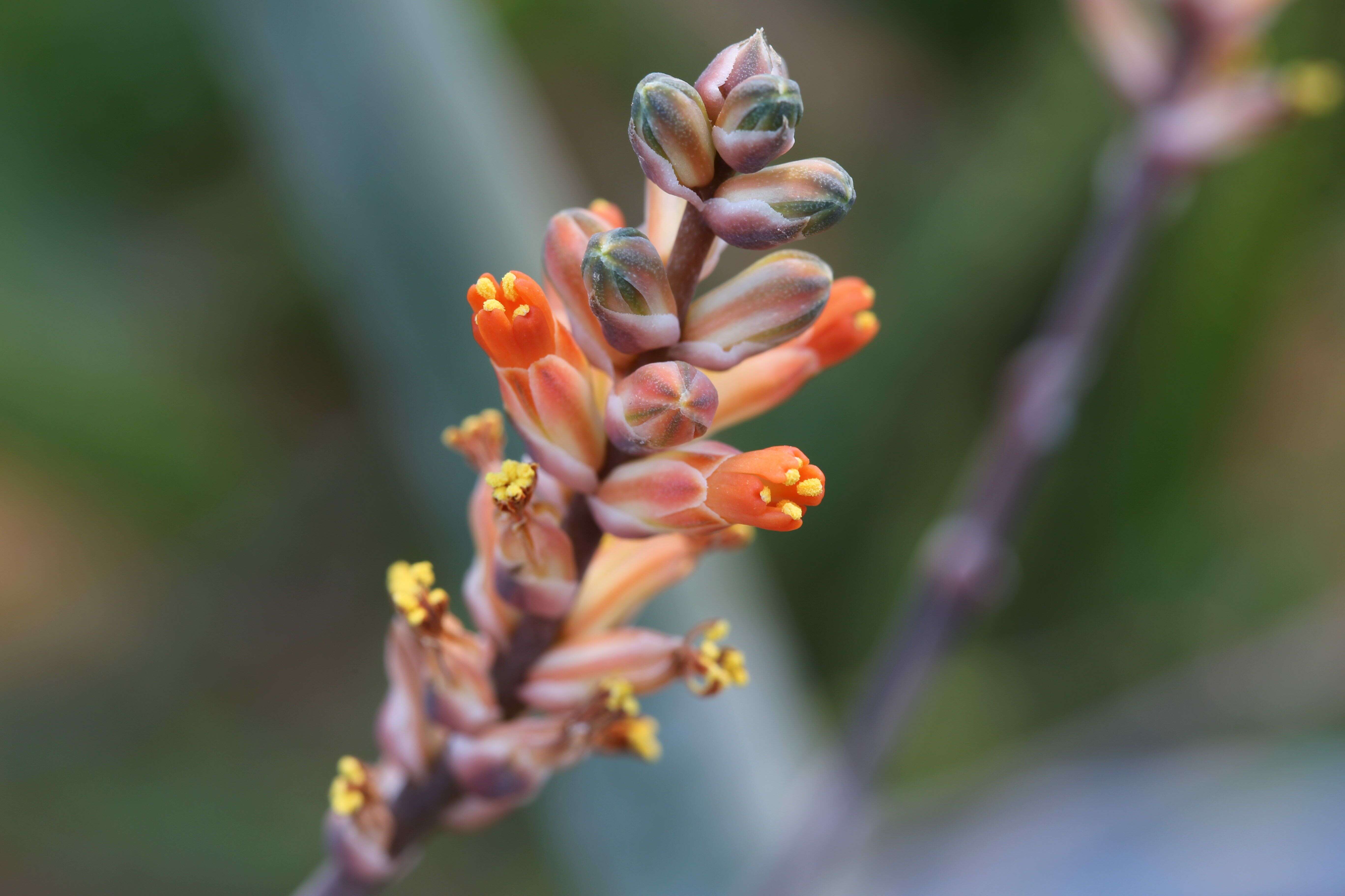 Image of Aloe haworthioides Baker