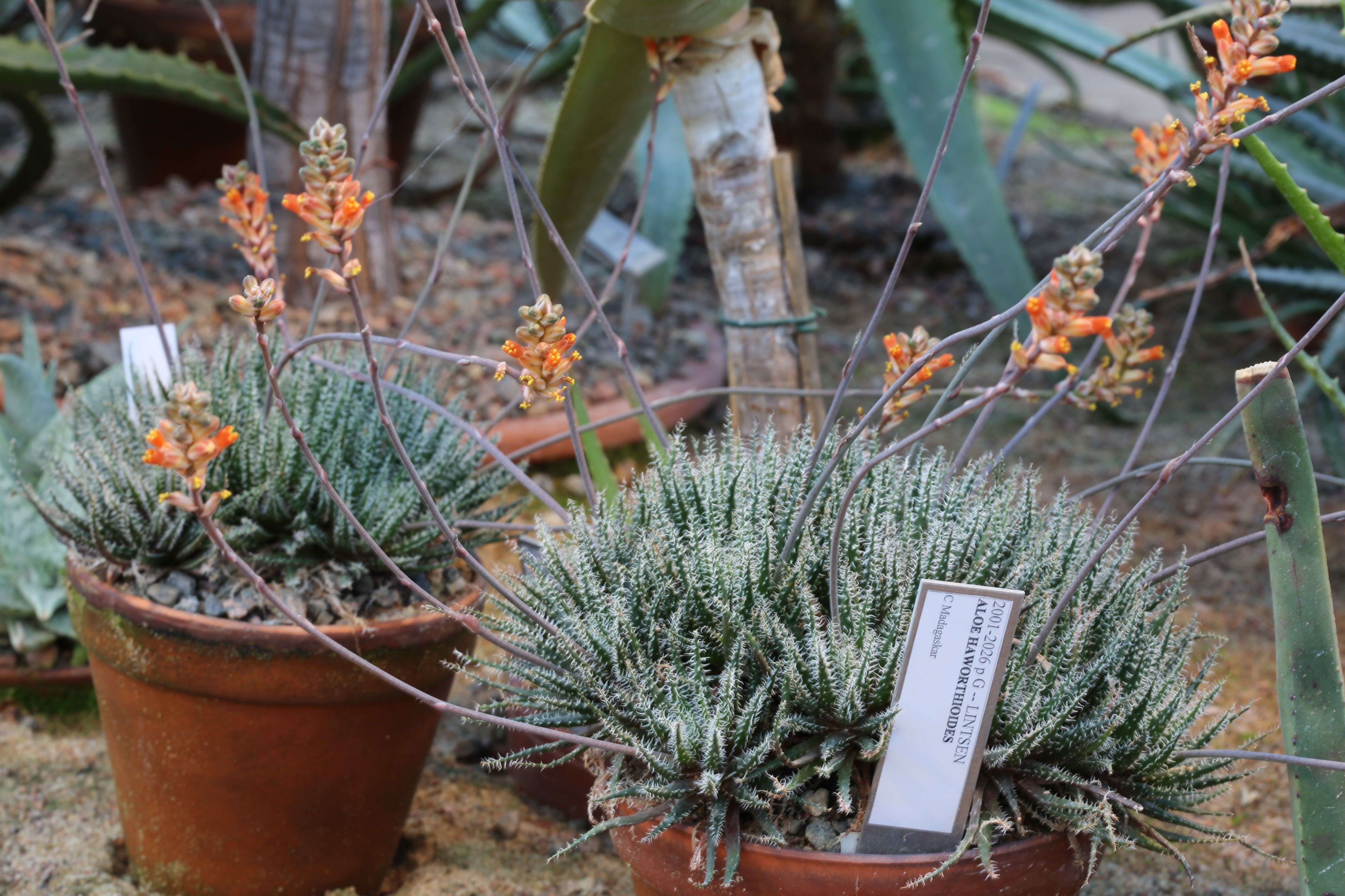 Image of Aloe haworthioides Baker