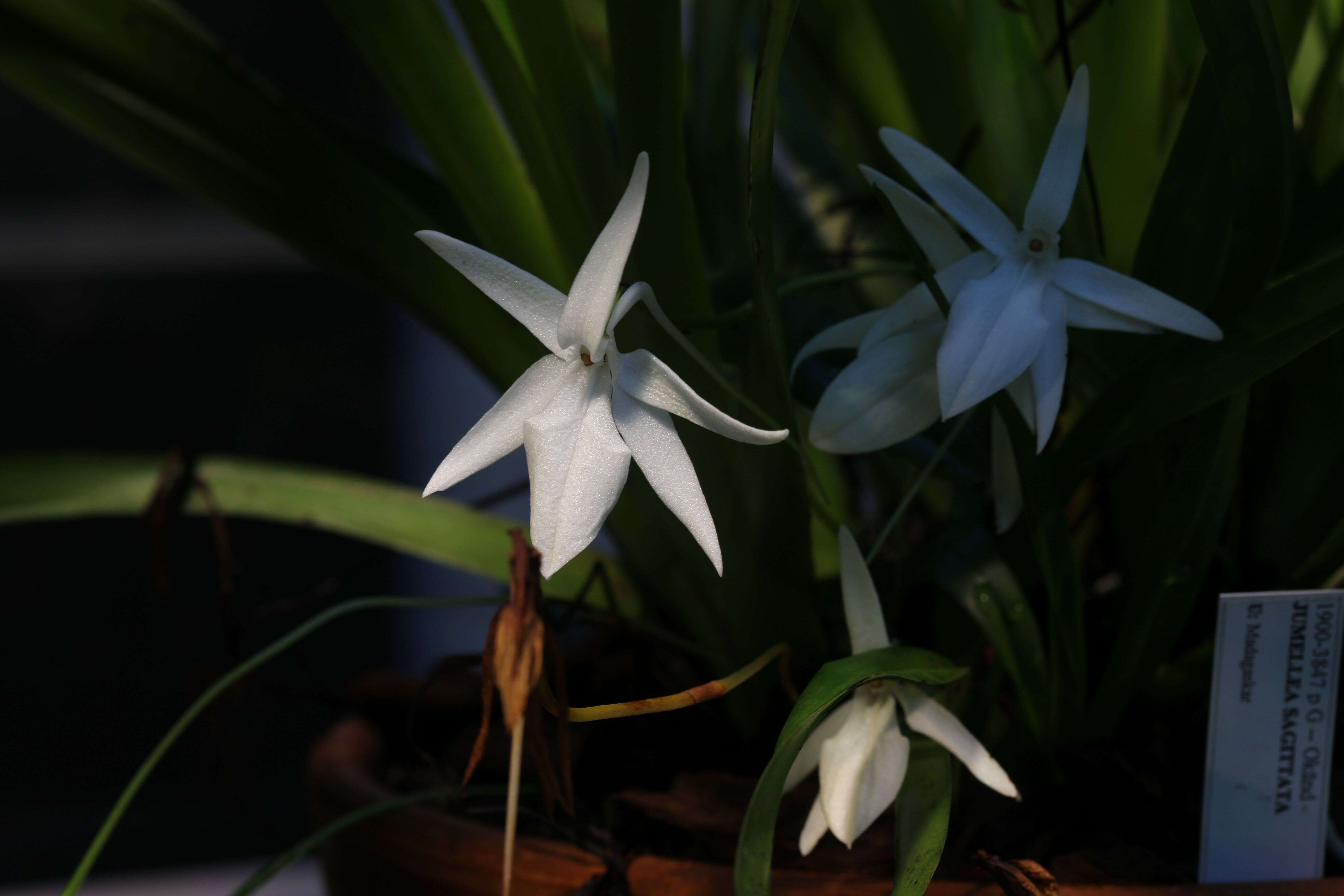 Image of Jumellea arachnantha (Rchb. fil.) Schltr.