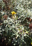 Image of seaside woolly sunflower