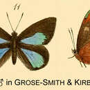 Image of Iridana perdita (Kirby 1890)