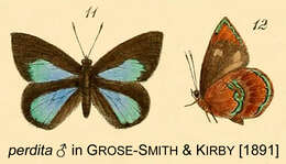 Image of Iridana perdita (Kirby 1890)