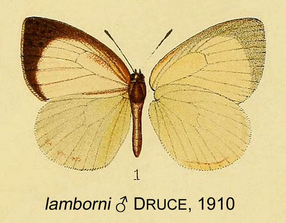 Imagem de Neaveia lamborni Druce 1910