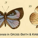 Neoepitola barombiensis (Kirby 1890) resmi