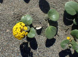 Image of coastal sand verbena