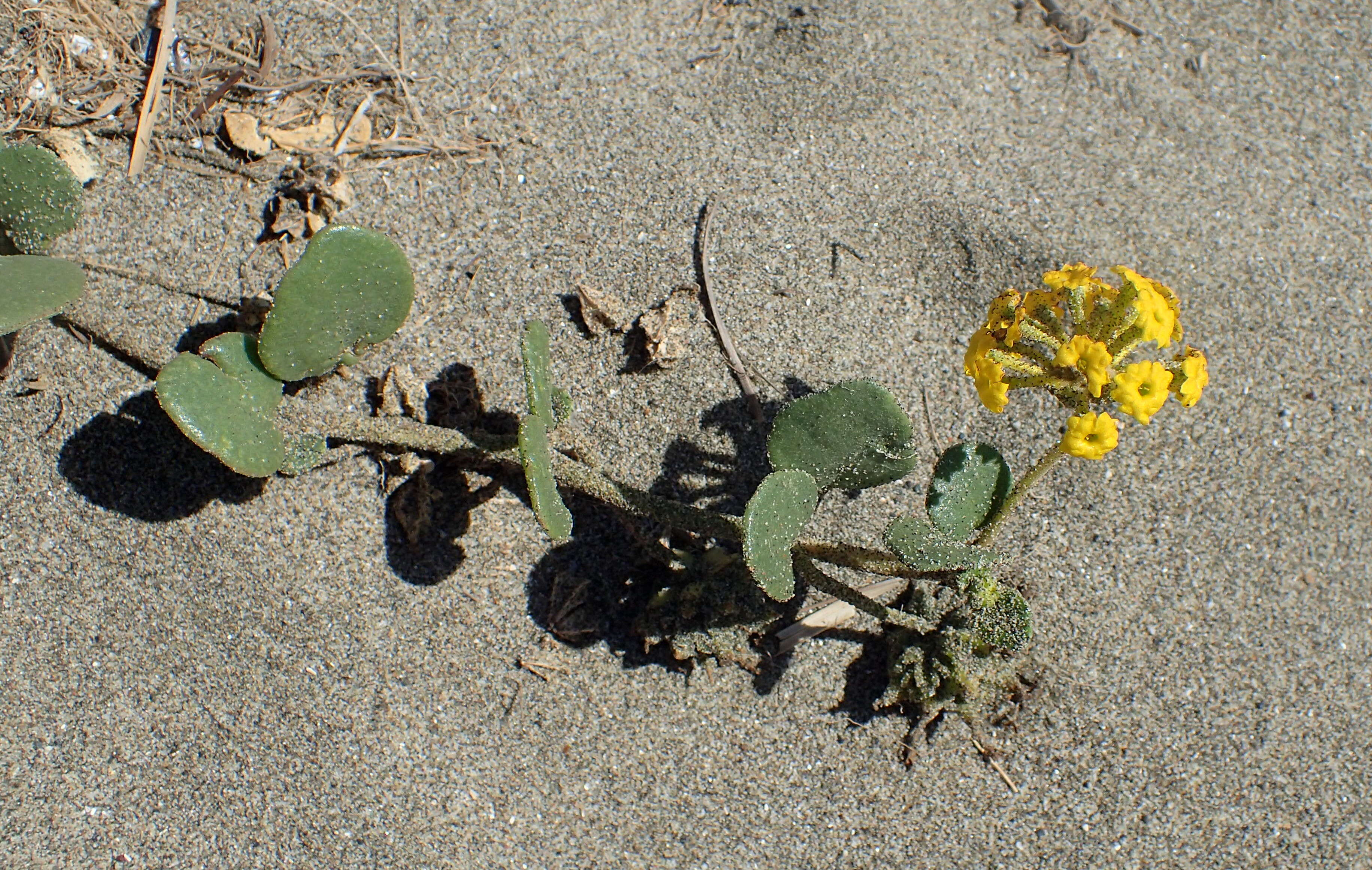 Image of coastal sand verbena