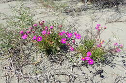 Image of redpurple ragwort