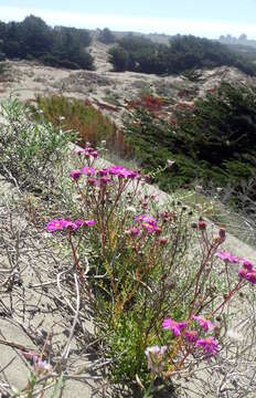 Image of redpurple ragwort