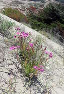 Image of redpurple ragwort