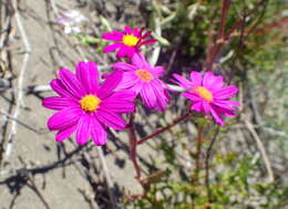 Image of redpurple ragwort