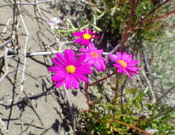 Image of redpurple ragwort