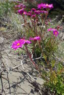 Image of redpurple ragwort