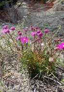 Image of redpurple ragwort