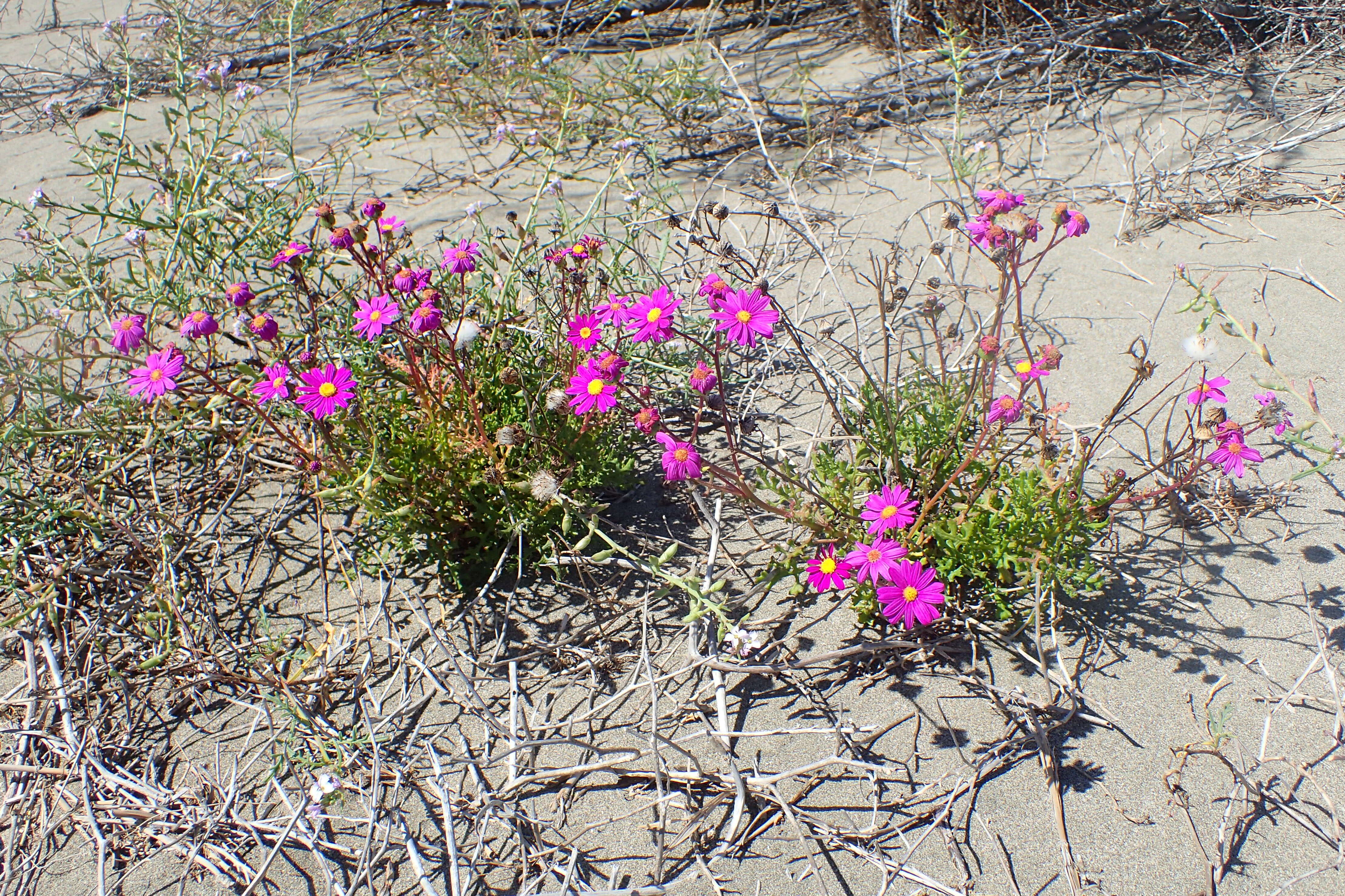 Image of redpurple ragwort