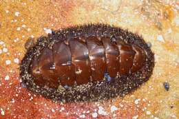 Image of butterfly chiton