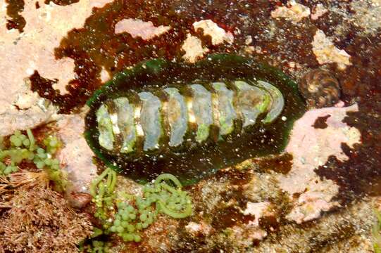 Image of black chiton