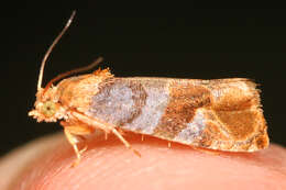 Image of Tulip-tree Leaftier Moth