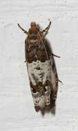 Image of Goldenrod Gall Moth