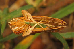 Image of Graceful Slug Moth
