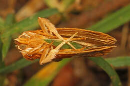 Lithacodes gracea Dyar 1921 resmi