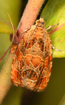 Olethreutes tilianum Heinrich 1923 resmi