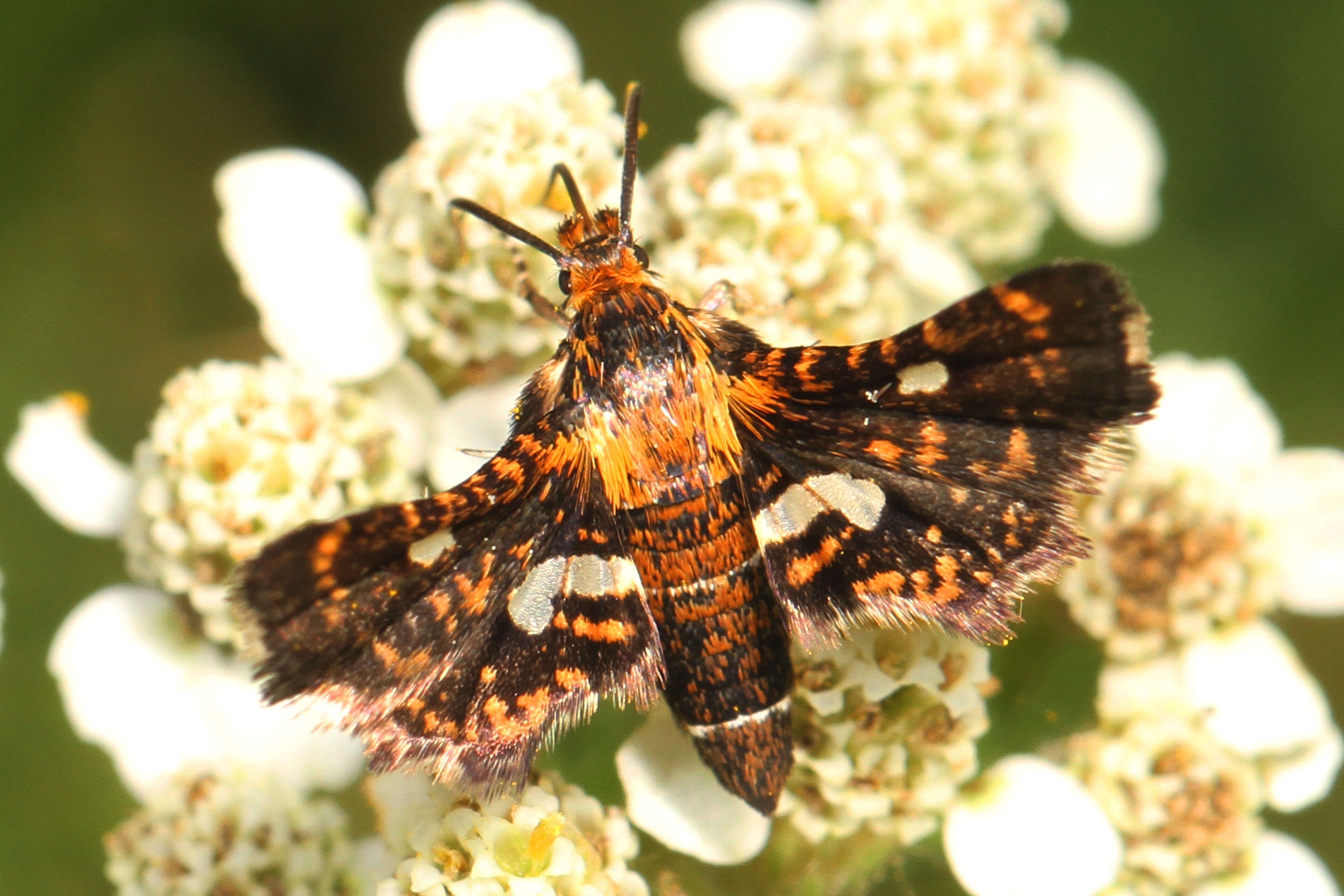 Image of Spotted Thyris