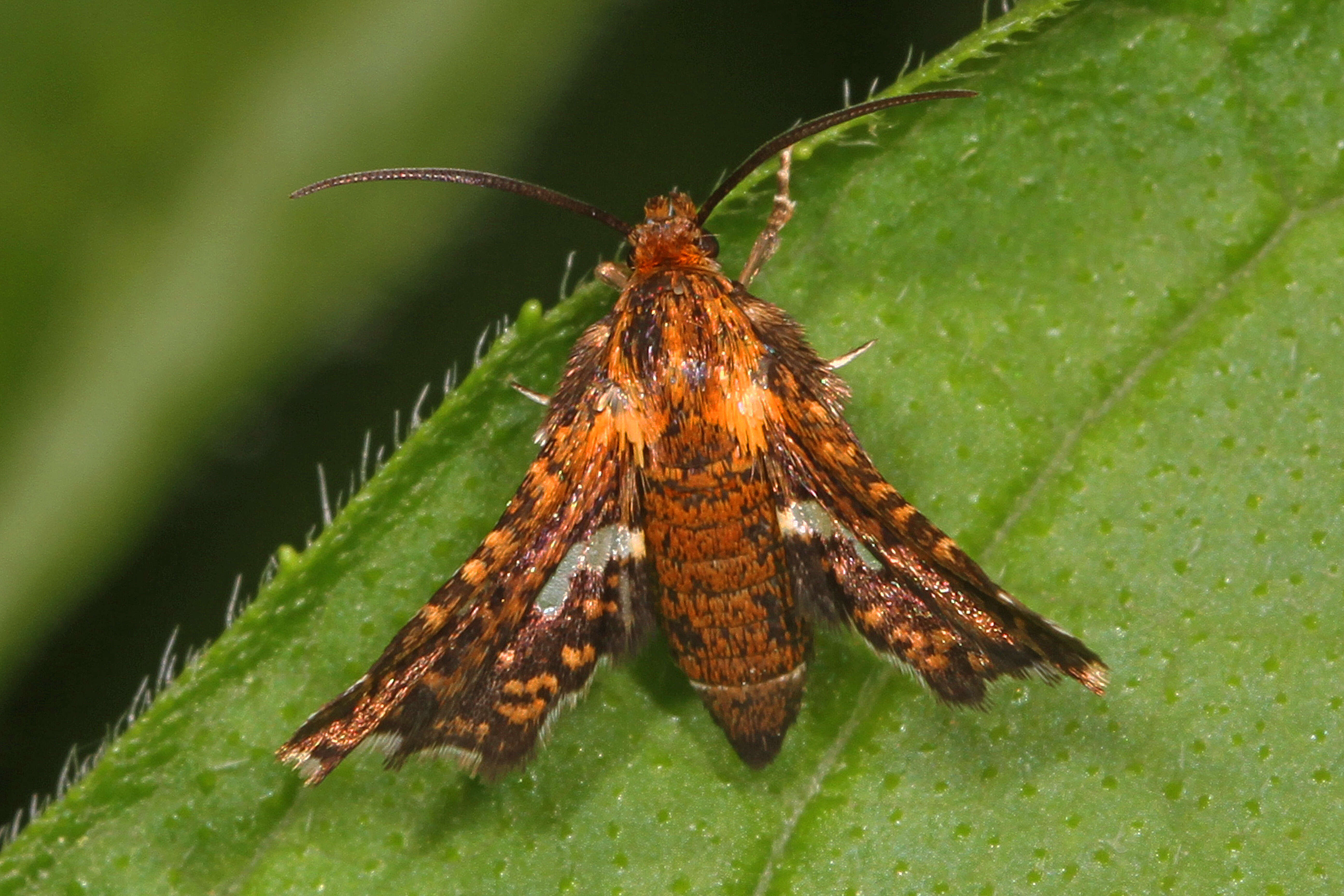 Image of Spotted Thyris