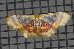 Image of Diminutive Wave Moth