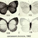 Image of Stempfferia carcassoni Jackson 1962