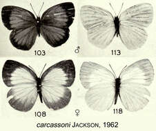 Image of Stempfferia carcassoni Jackson 1962