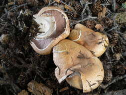 Sivun Agaricus amicosus Kerrigan 1989 kuva