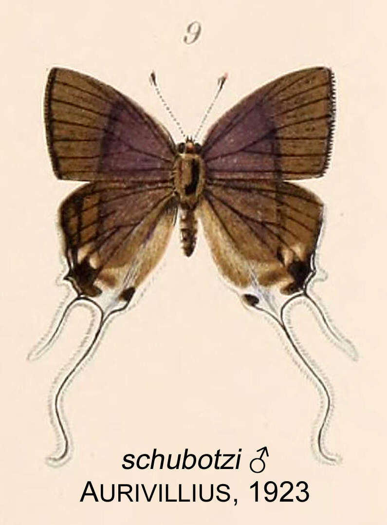 Слика од Hypolycaena schubotzi