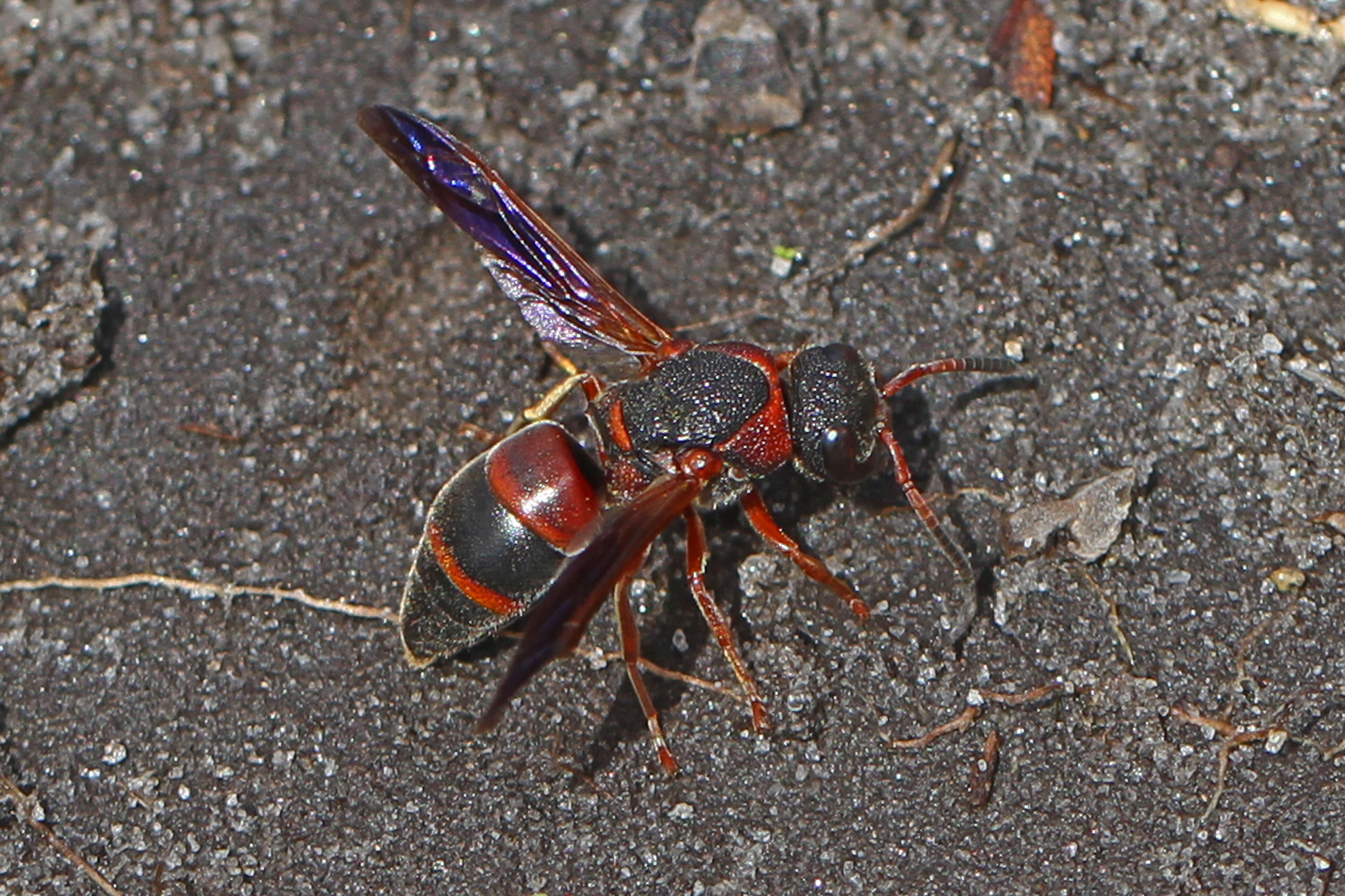 Image of Red-marked Pachodynerus