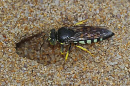 Image of Bicyrtes quadrifasciatus (Say 1824)