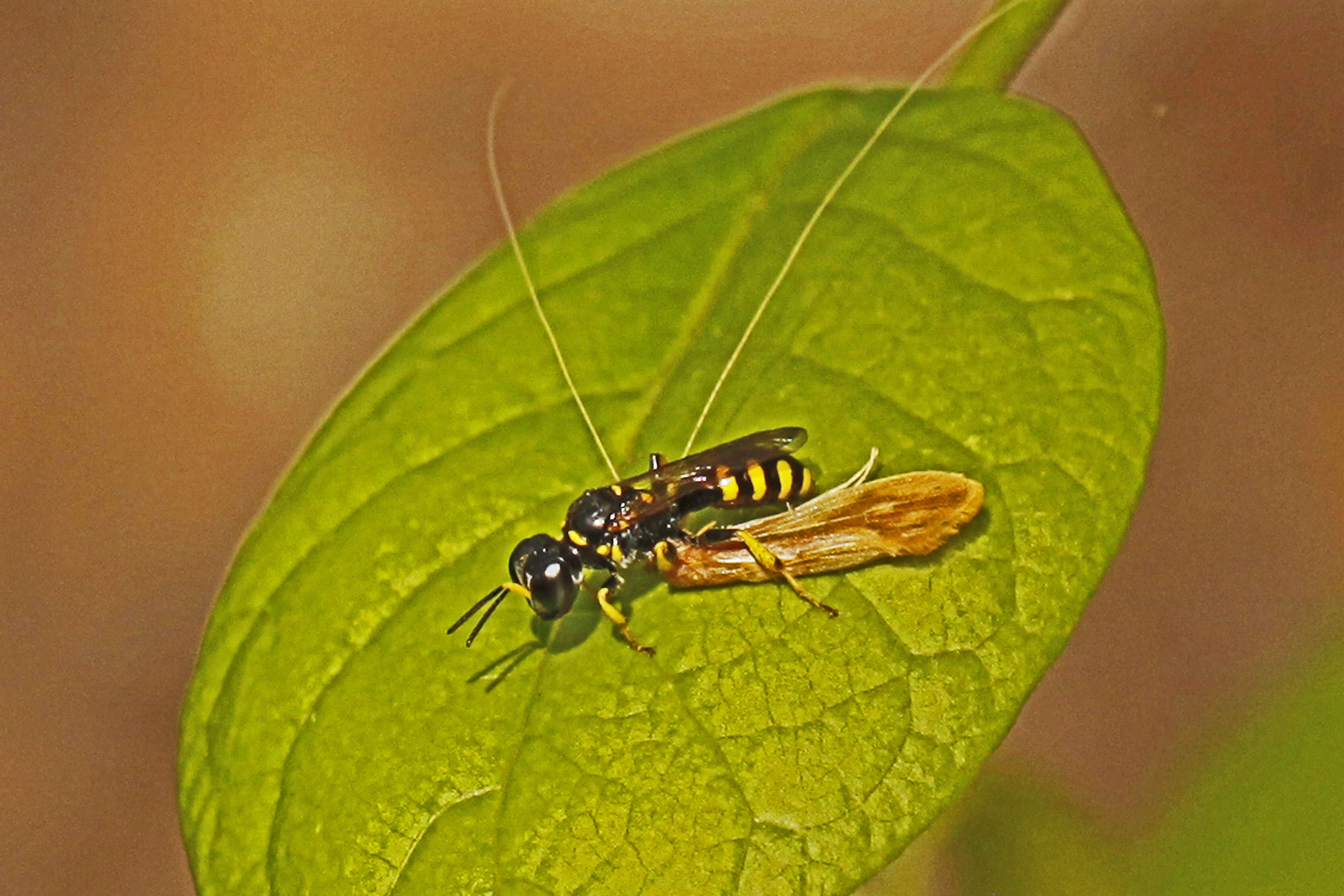 Image de Crossocerus nitidiventris (W. Fox 1892)