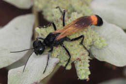 Image of Ammophila pictipennis Walsh 1869