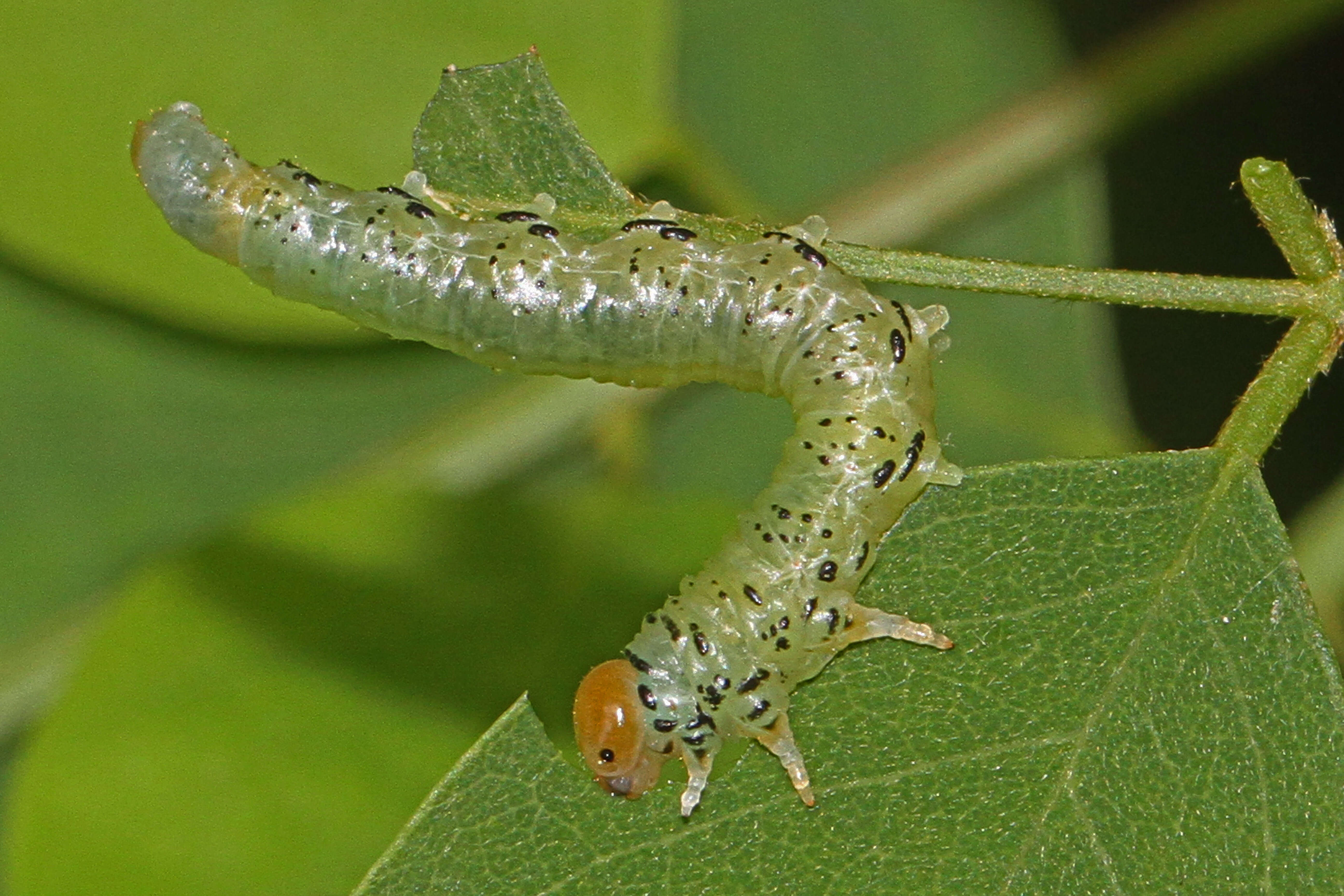 Image of Locust Sawfly