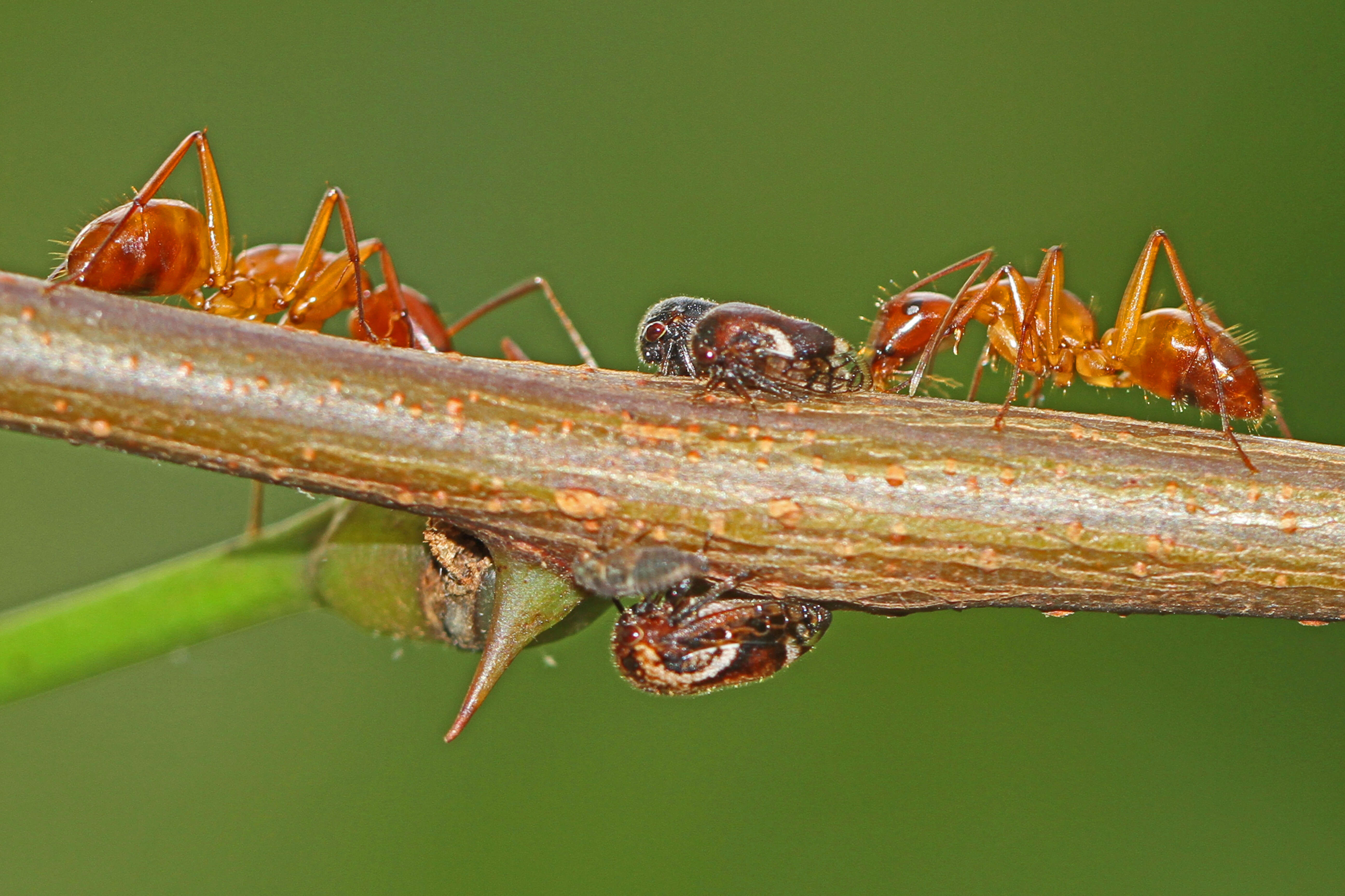 Image of Camponotus castaneus (Latreille 1802)