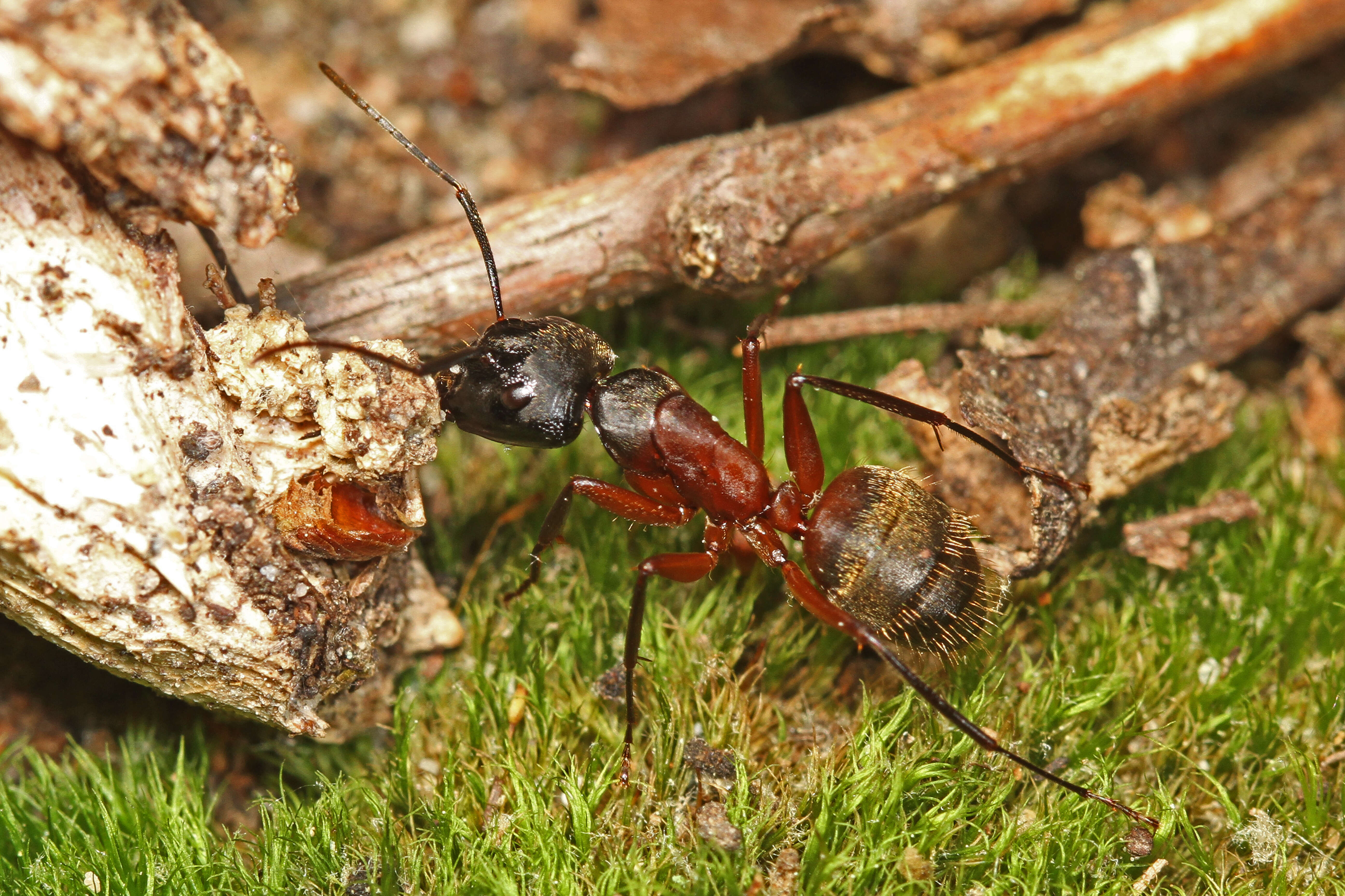 Plancia ëd Camponotus chromaiodes Bolton 1995