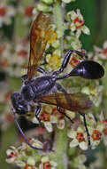 Image of Grass-carrying Wasps