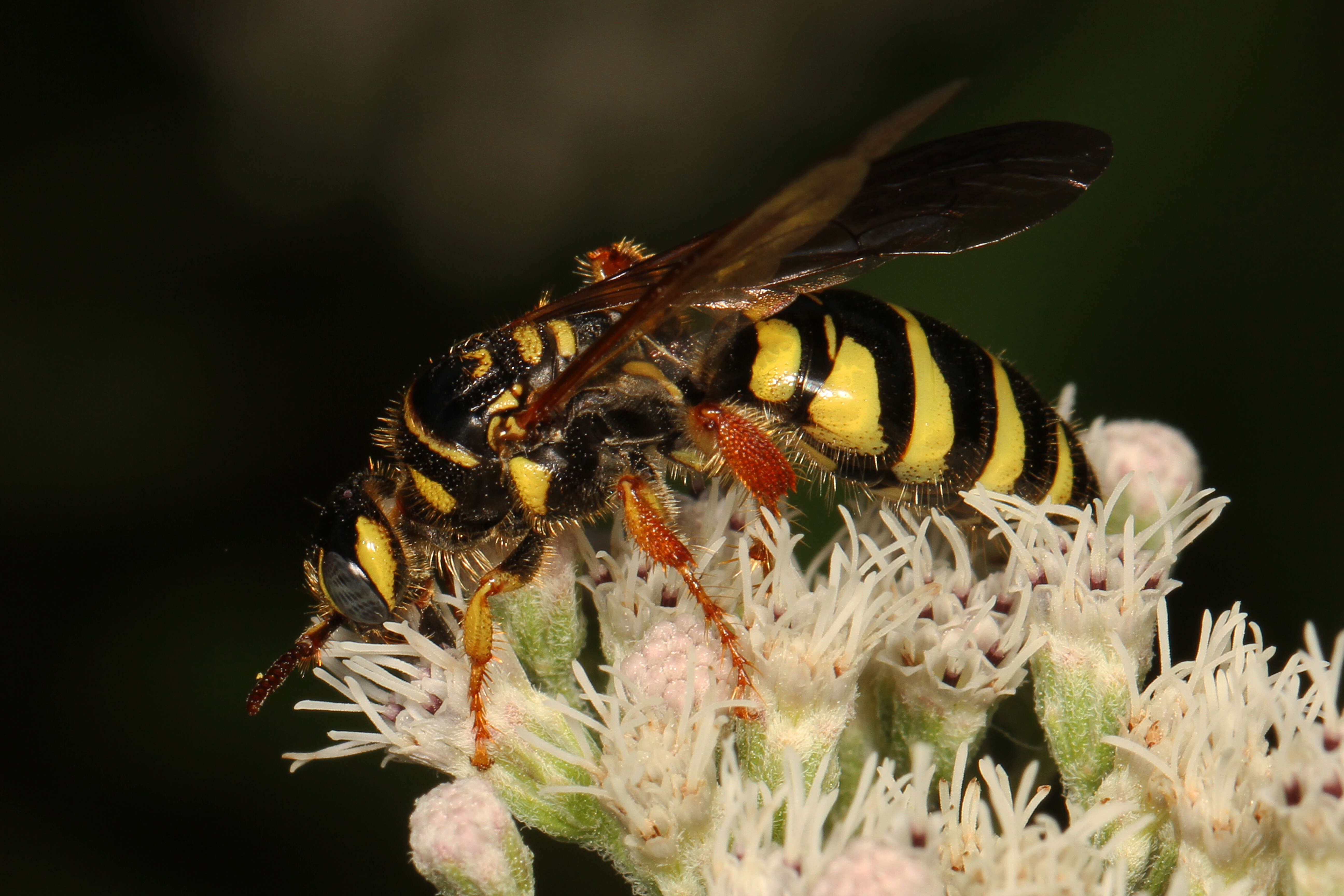 Image of Myzinum quinquecinctum (Fabricius 1775)