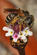 Image of Halictus poeyi Lepeletier 1841