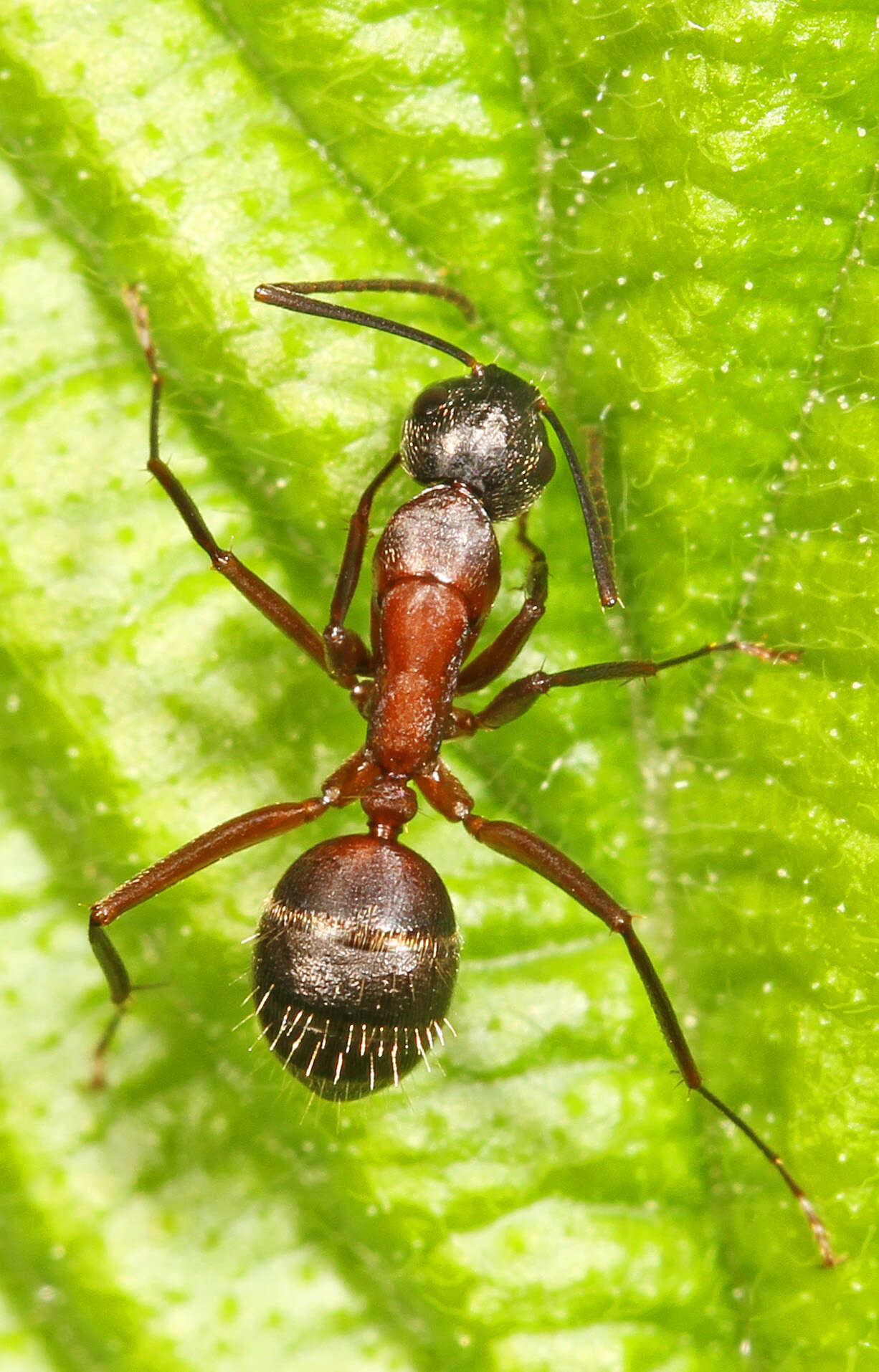 Plancia ëd Camponotus chromaiodes Bolton 1995