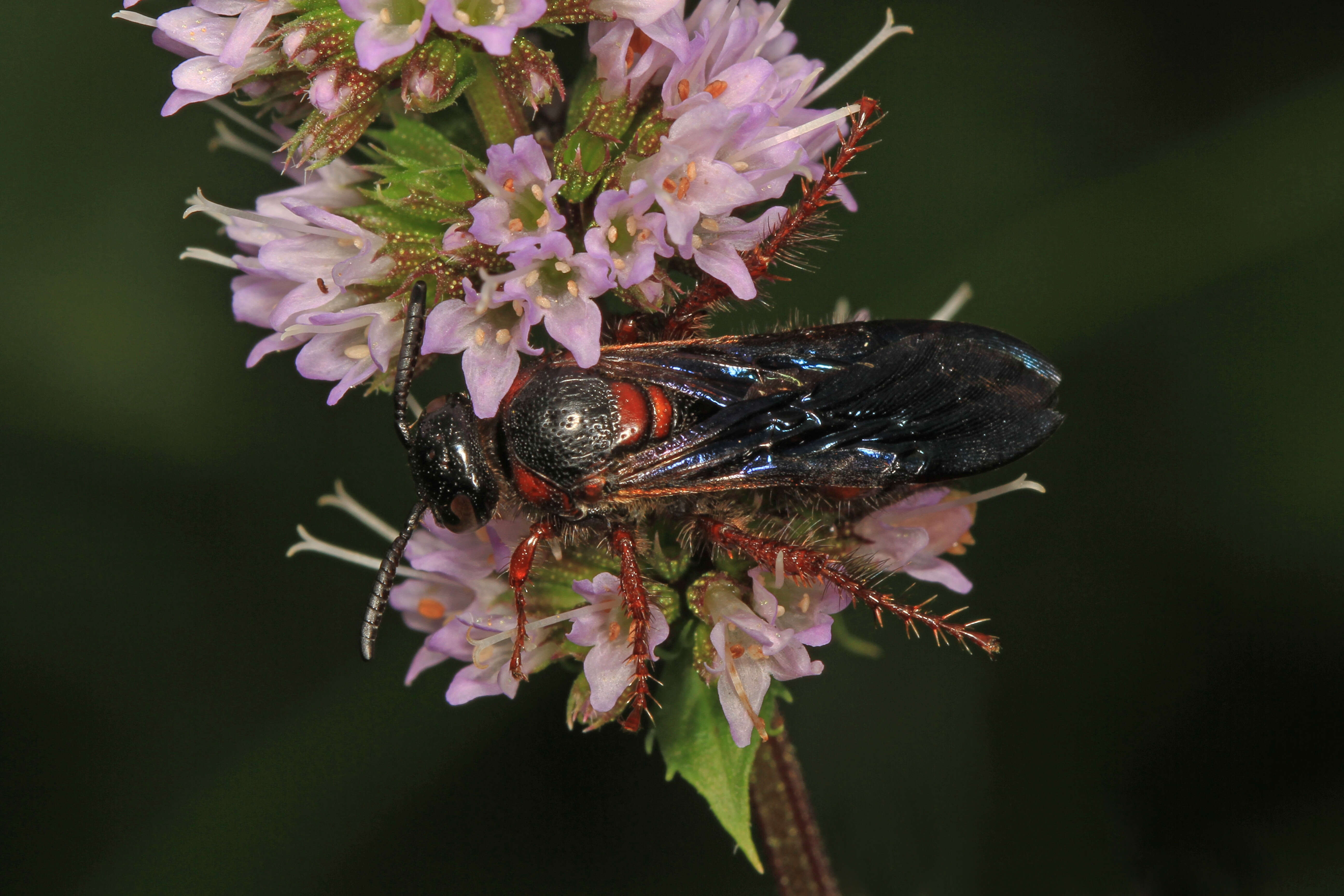 Sivun Scolia nobilitata (Fabricius 1805) kuva