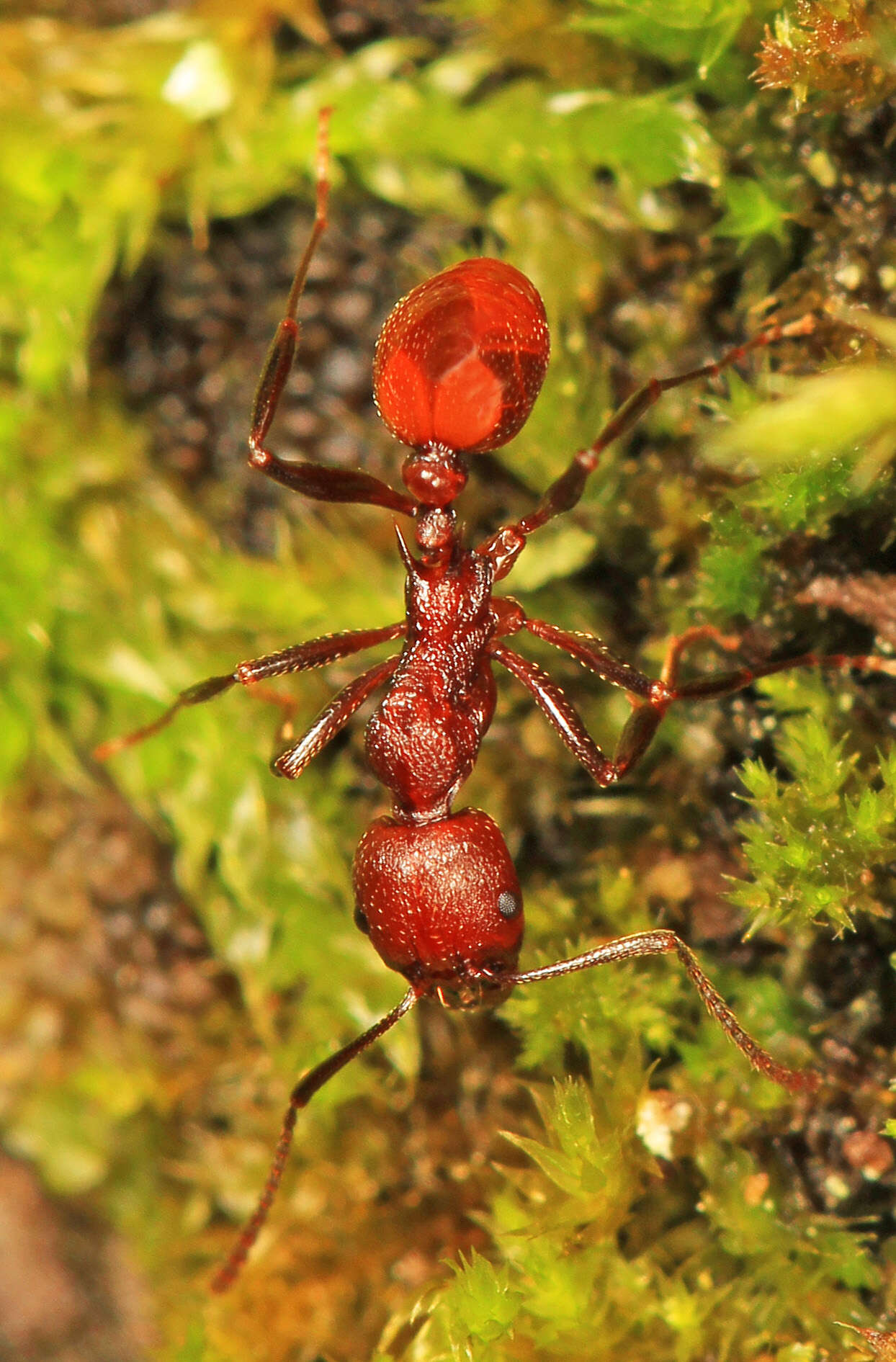 Image of Aphaenogaster tennesseensis (Mayr 1862)