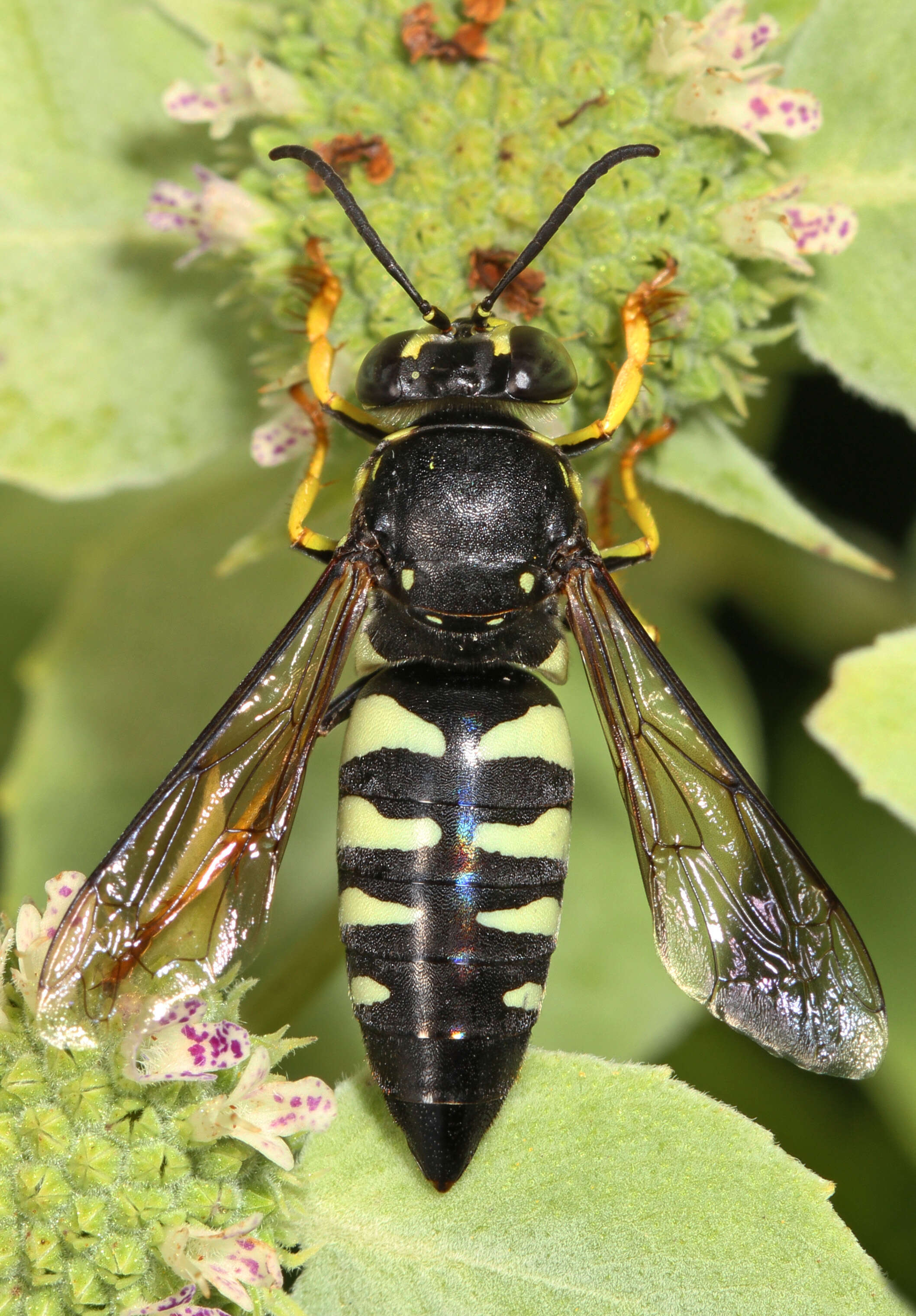 Image of Bicyrtes quadrifasciatus (Say 1824)