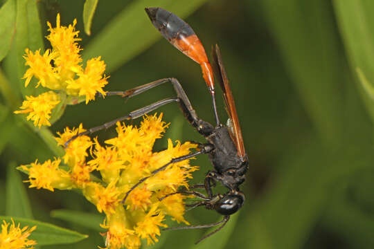 Image of Ammophila pictipennis Walsh 1869